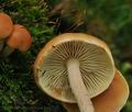 Pholiota_subochracea_bo6716