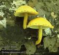 Pholiota_tuberculosa_ab1176