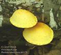 Pholiota_tuberculosa_ab1179