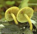 Pholiota_tuberculosa_ab1181