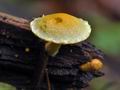 Pholiota_tuberculosa_bk5139