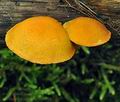 Pholiota_tuberculosa_bk6912