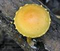 Pholiota_tuberculosa_bs7497