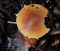 Pholiotina_brunnea_hy9542