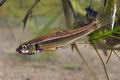 Phoxinus_phoxinus_bf5372