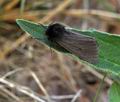 Phragmatobia luctifera bn7603