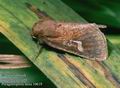 Phragmatiphila_nexa_10619