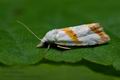 Phtheochroa_purana_cx1447s