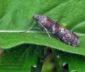 Phycita_roborella_bu7940