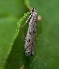 Phycitodes_albatella_je6691s