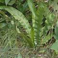 Phyllitis_scolopendrium_d2243