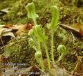 Phyllitis_scolopendrium_da6321