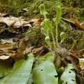 Phyllitis_scolopendrium_da6322