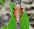 Phyllodesma_tremulifolia_cs5413