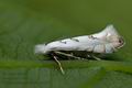 Phyllonorycter_abrasella_cs5933s