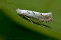 Phyllonorycter_abrasella_cs5983s