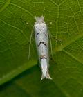 Phyllonorycter_abrasella_cs5996s