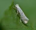 Phyllonorycter_abrasella_ct1566s