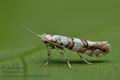 Phyllonorycter_acerifoliella_cs5199s