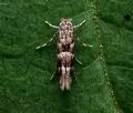 Phyllonorycter_agilella_jc1883s