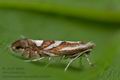 Phyllonorycter_blancardella_ch7234s