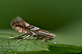 Phyllonorycter_blancardella_dz6765s