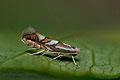Phyllonorycter_blancardella_dz6783s