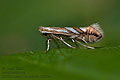 Phyllonorycter_blancardella_dz6804s
