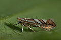 Phyllonorycter_blancardella_jk5444s