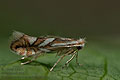 Phyllonorycter_blancardella_jk5479s