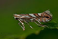 Phyllonorycter_blancardella_jk5526s