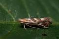 Phyllonorycter_connexella_jb8500s