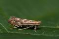 Phyllonorycter_connexella_jb8514s