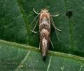 Phyllonorycter_connexella_jb8534s