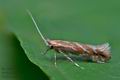 Phyllonorycter_corylifoliella_ck2584s