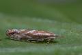 Phyllonorycter_corylifoliella_cl5718s