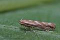 Phyllonorycter_corylifoliella_cl5762s