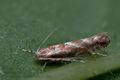 Phyllonorycter_corylifoliella_cl5788s