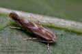 Phyllonorycter_corylifoliella_cl5803s