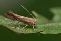 Phyllonorycter_corylifoliella_co0896s