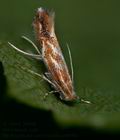 Phyllonorycter_corylifoliella_co0958s