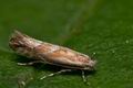 Phyllonorycter_corylifoliella_co3291s