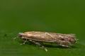 Phyllonorycter_corylifoliella_co3330s