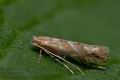 Phyllonorycter_corylifoliella_co6052s