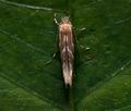 Phyllonorycter_corylifoliella_cx6918s