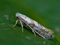 Phyllonorycter_geniculella_cf2037s"