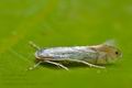 Phyllonorycter_harrisella_ch3915s