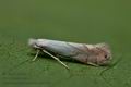 Phyllonorycter_harrisella_cs5302s