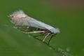 Phyllonorycter_harrisella_ct3335s