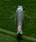 Phyllonorycter_harrisella_ct3355s